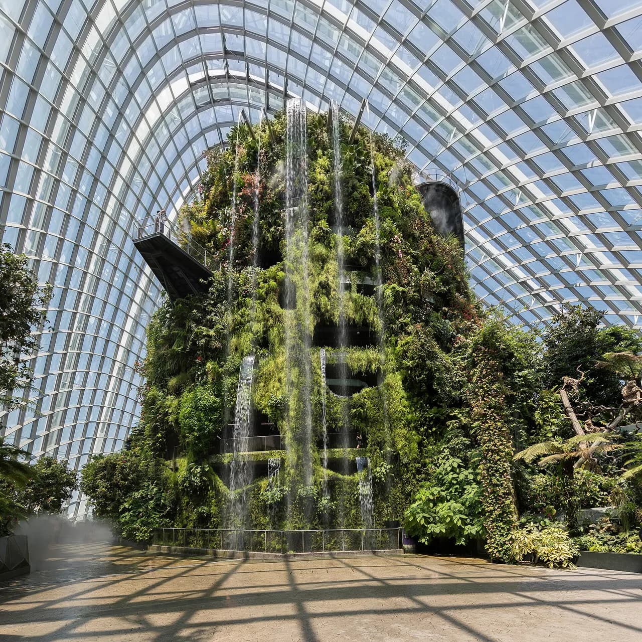 Cloud Forest (Үүлэн ой)
